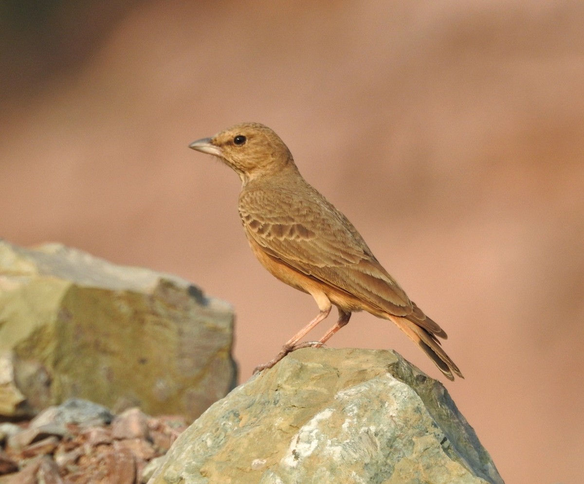 Rufous-tailed Lark - ML628713250