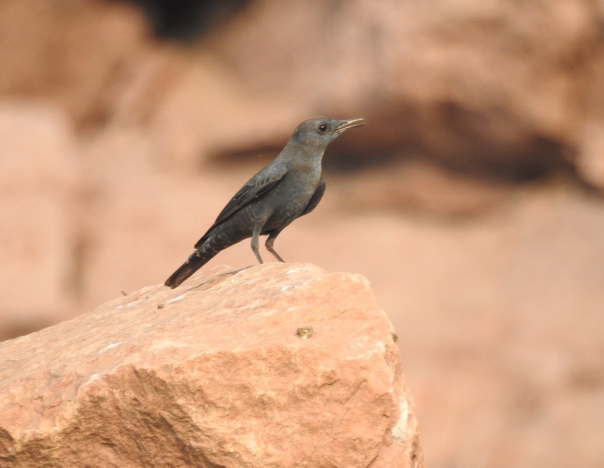 Blue Rock-Thrush - ML628713251