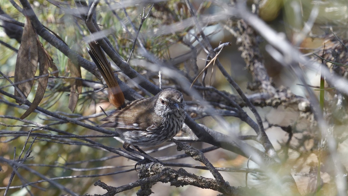 Shy Heathwren - ML628713252