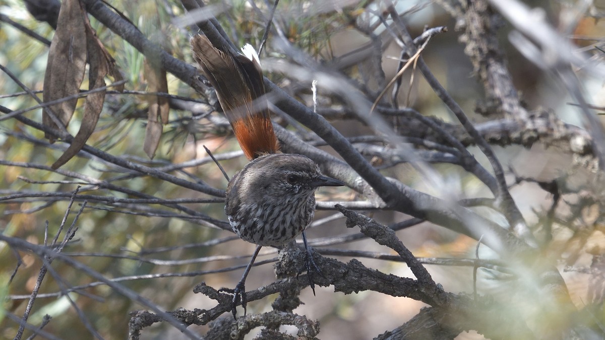 Shy Heathwren - ML628713255