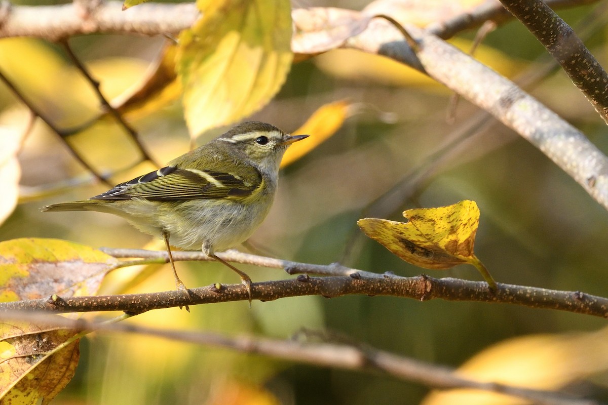 Yellow-browed Warbler - ML628713573