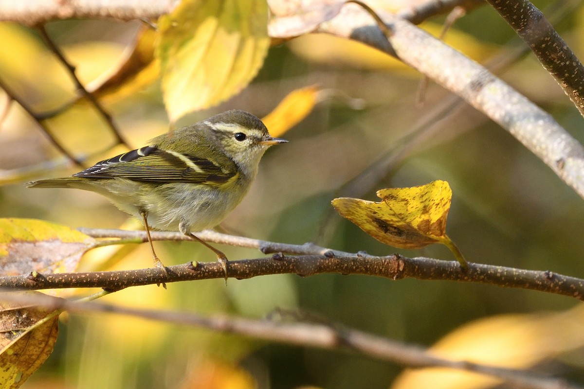 Yellow-browed Warbler - ML628713574