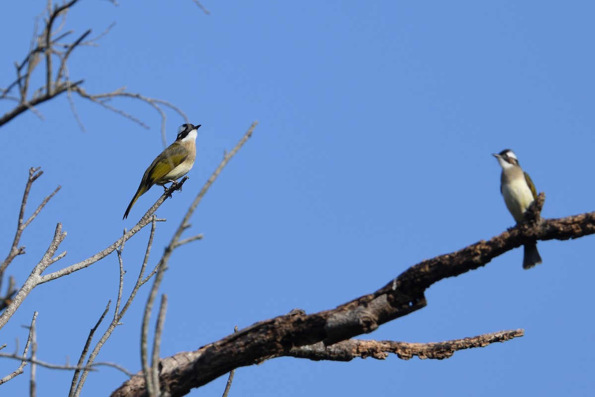 Light-vented Bulbul - ML628713679