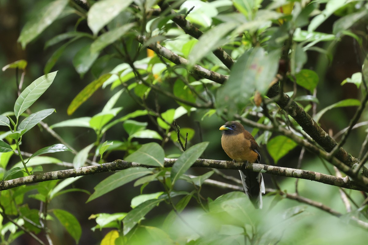 Philippine Trogon - ML628713850
