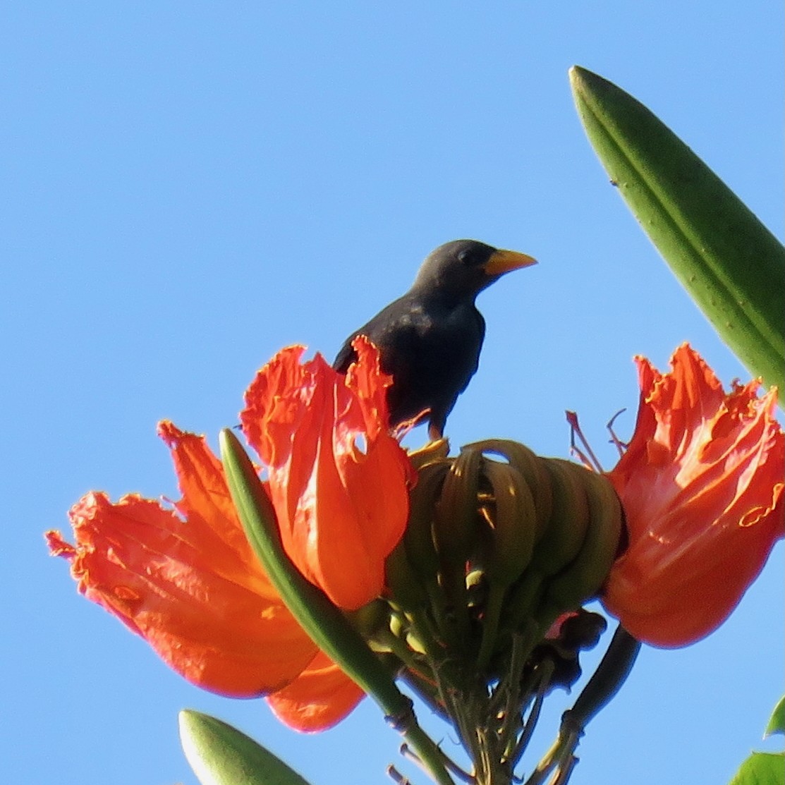 Finch-billed Myna - ML628714455