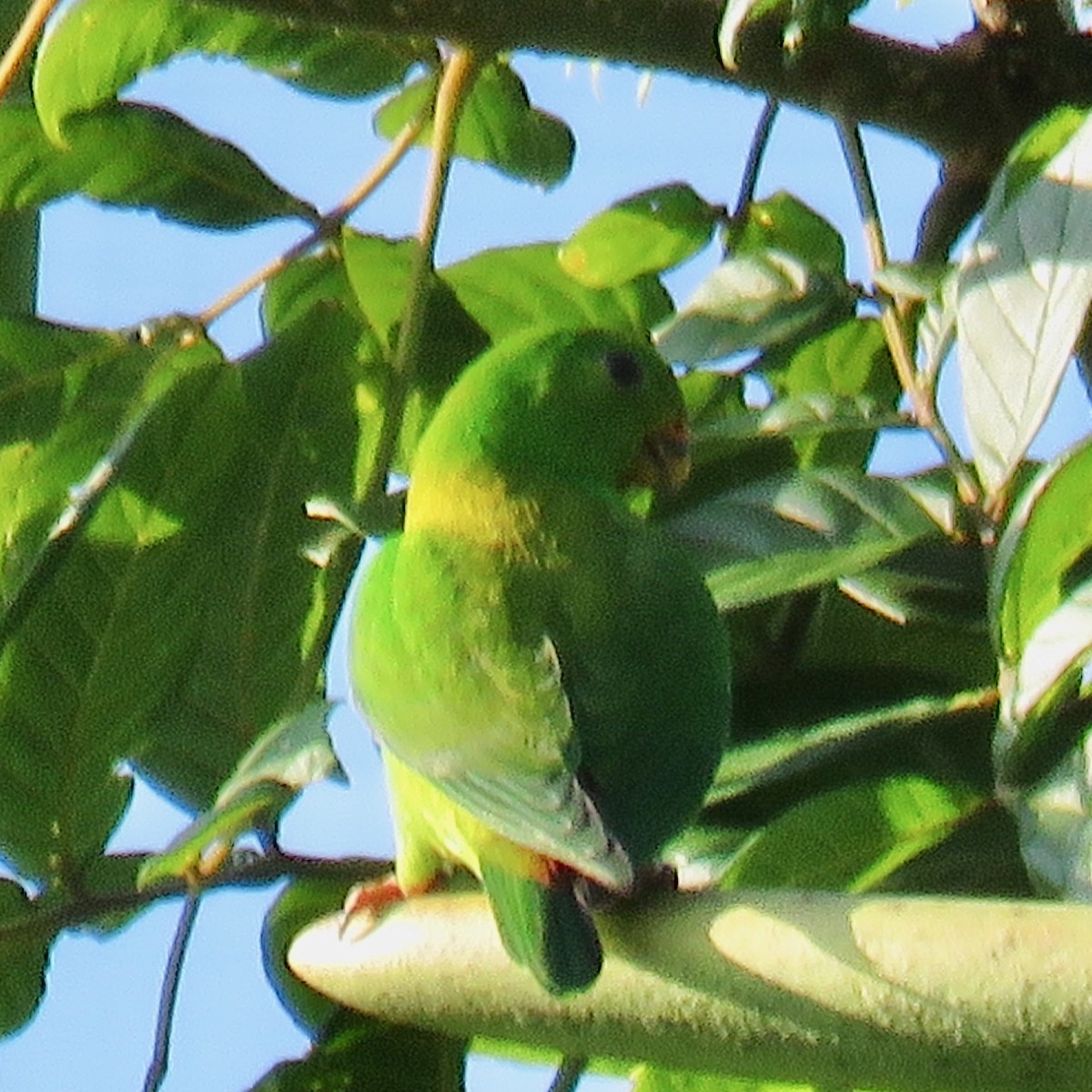 Pygmy Hanging-Parrot - ML628714481