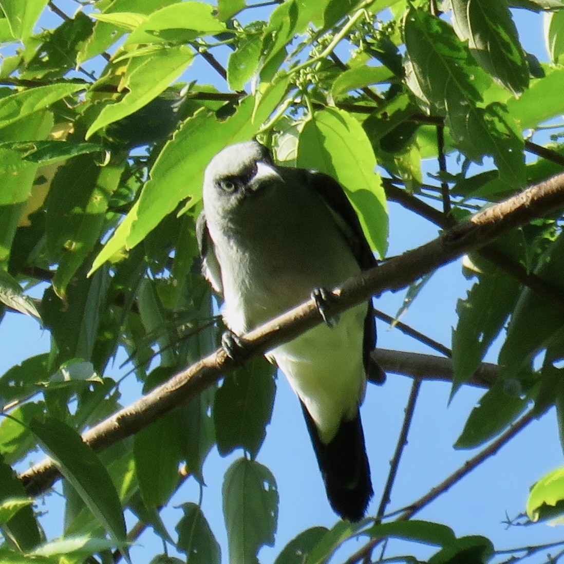White-rumped Cuckooshrike - ML628714496