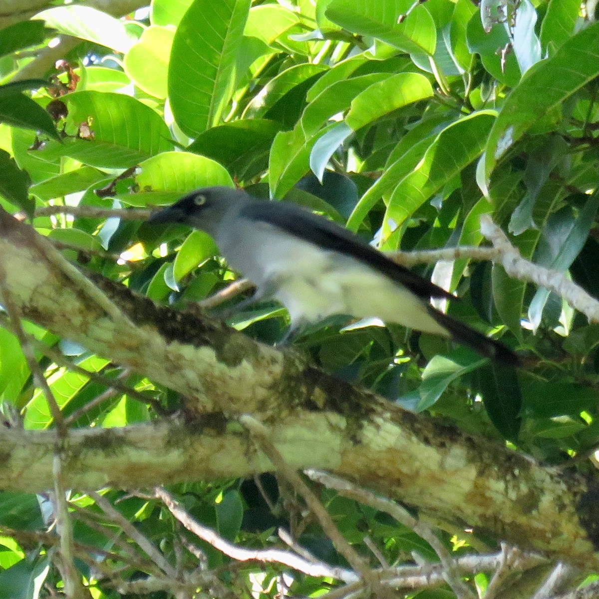 White-rumped Cuckooshrike - ML628714497