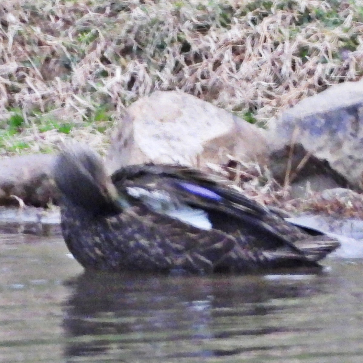 American Black Duck - ML628714505