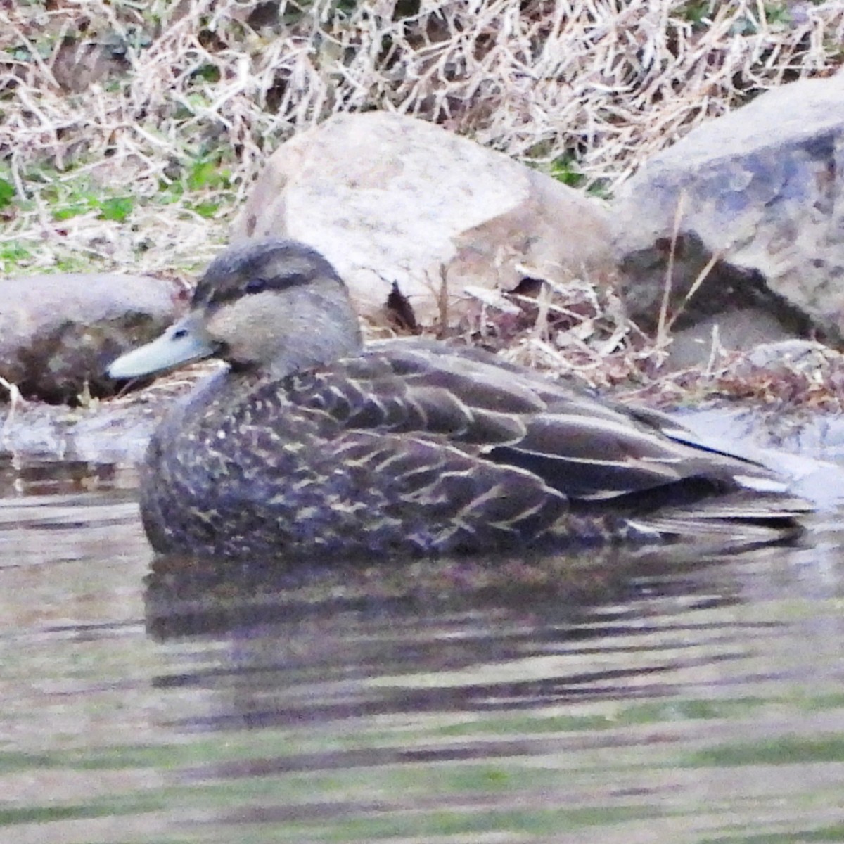 American Black Duck - ML628714506