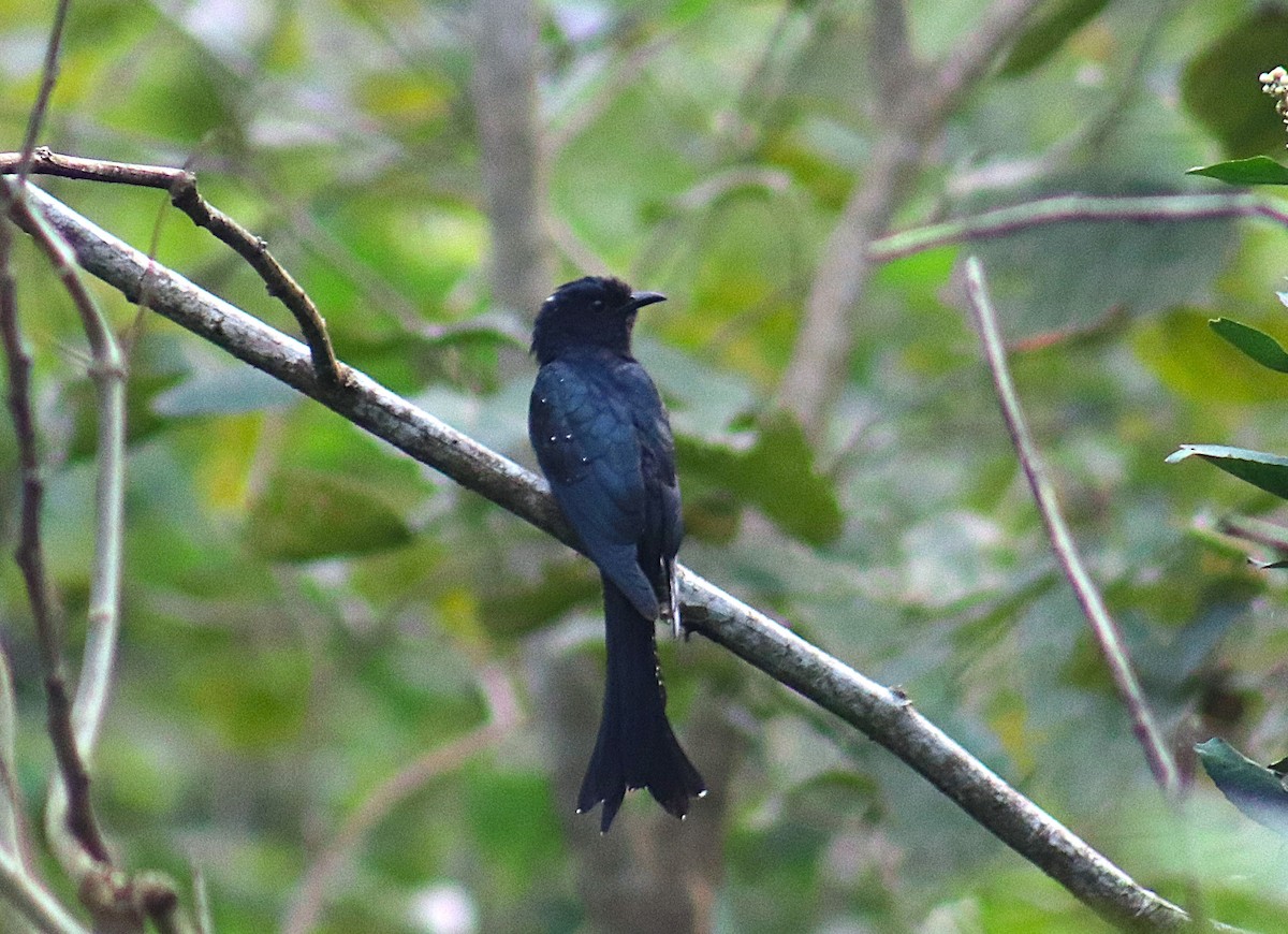 Fork-tailed Drongo-Cuckoo - ML628714732