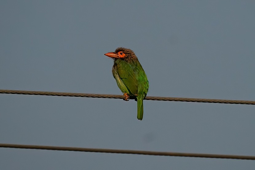 Brown-headed Barbet - ML628714753