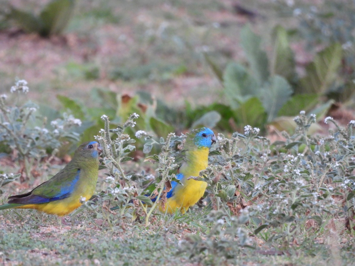 Turquoise Parrot - ML628714754