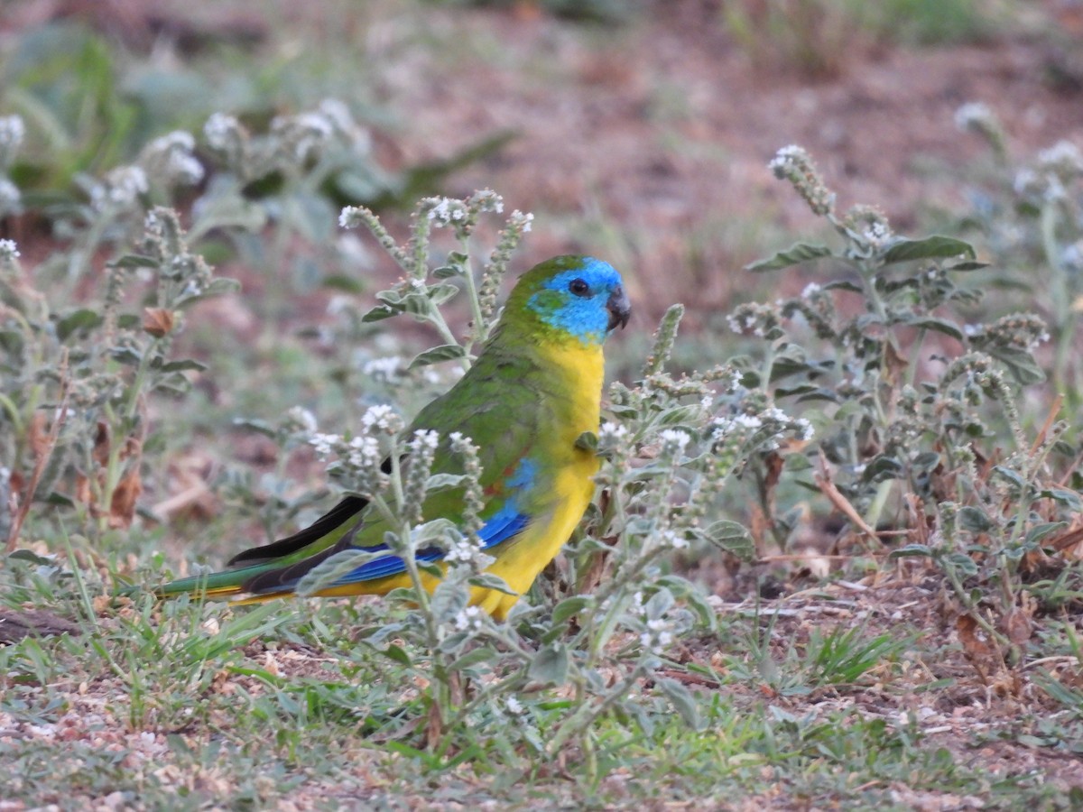 Turquoise Parrot - ML628714755