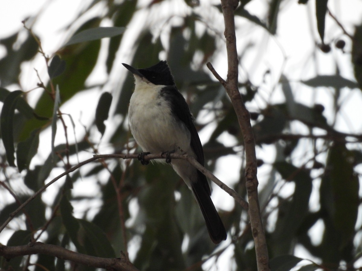 Restless Flycatcher - ML628714756