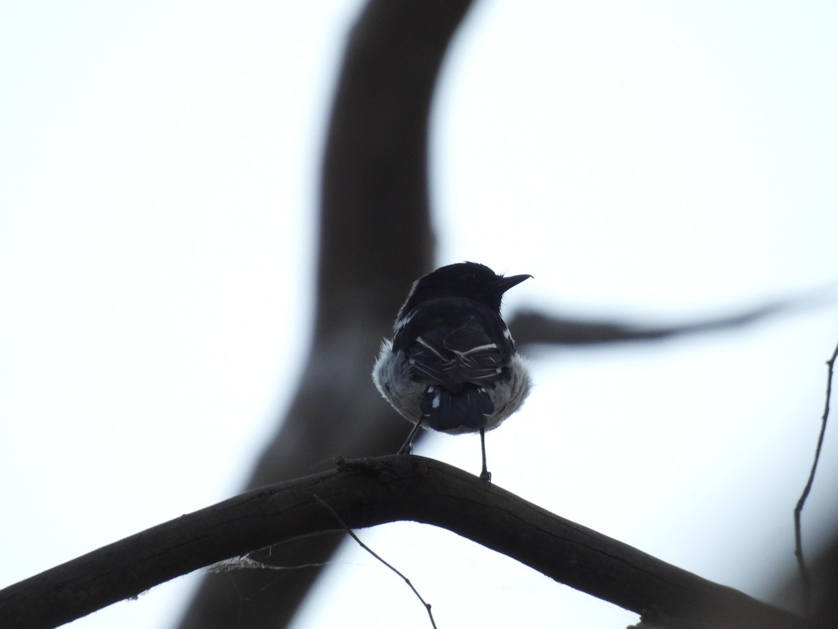 Hooded Robin - ML628714759