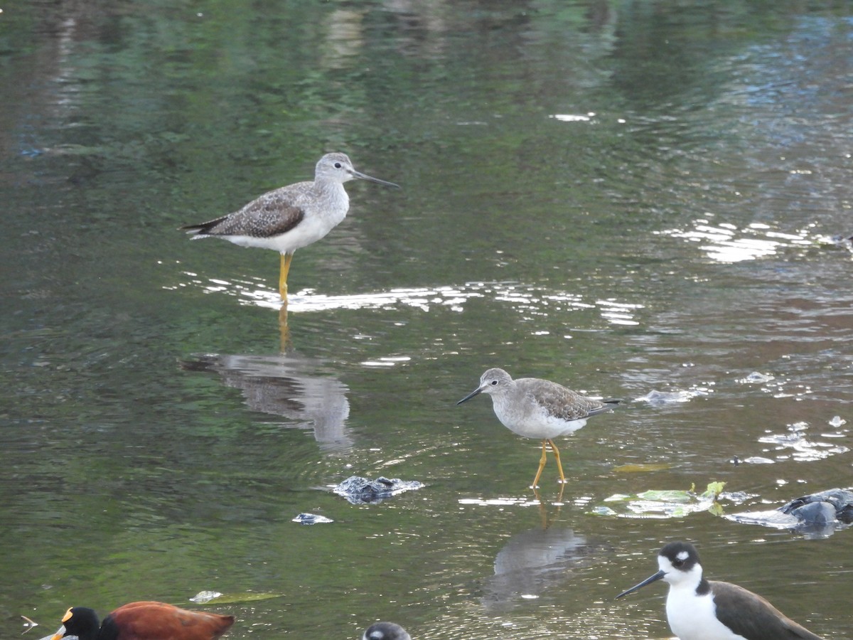 Lesser Yellowlegs - ML628714876