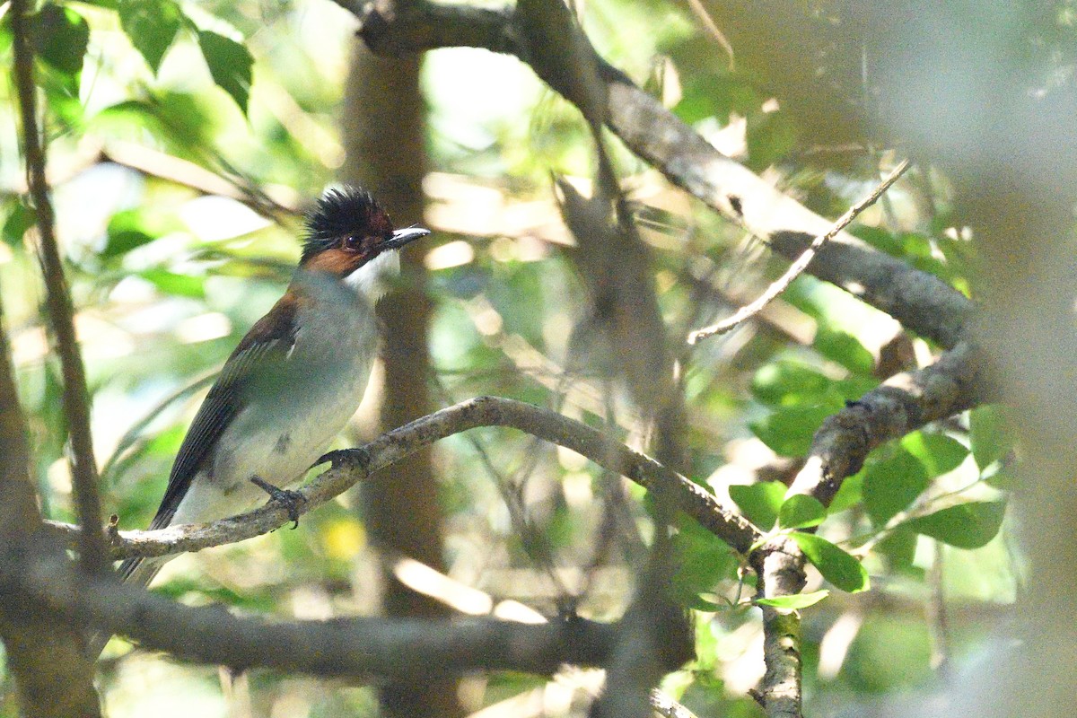 Chestnut Bulbul - ML628715214