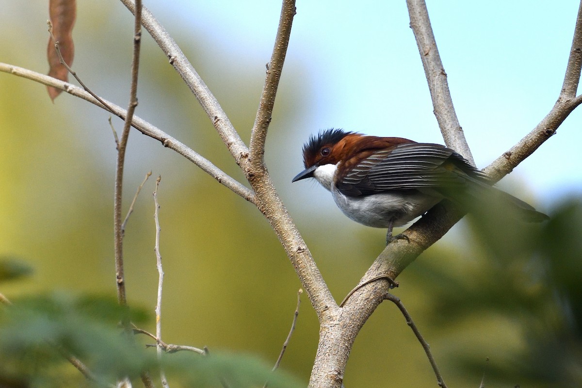 Chestnut Bulbul - ML628715234