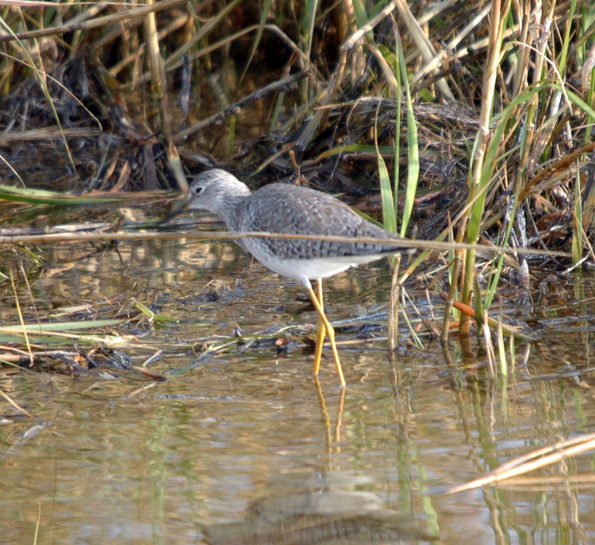 Lesser Yellowlegs - ML628715244