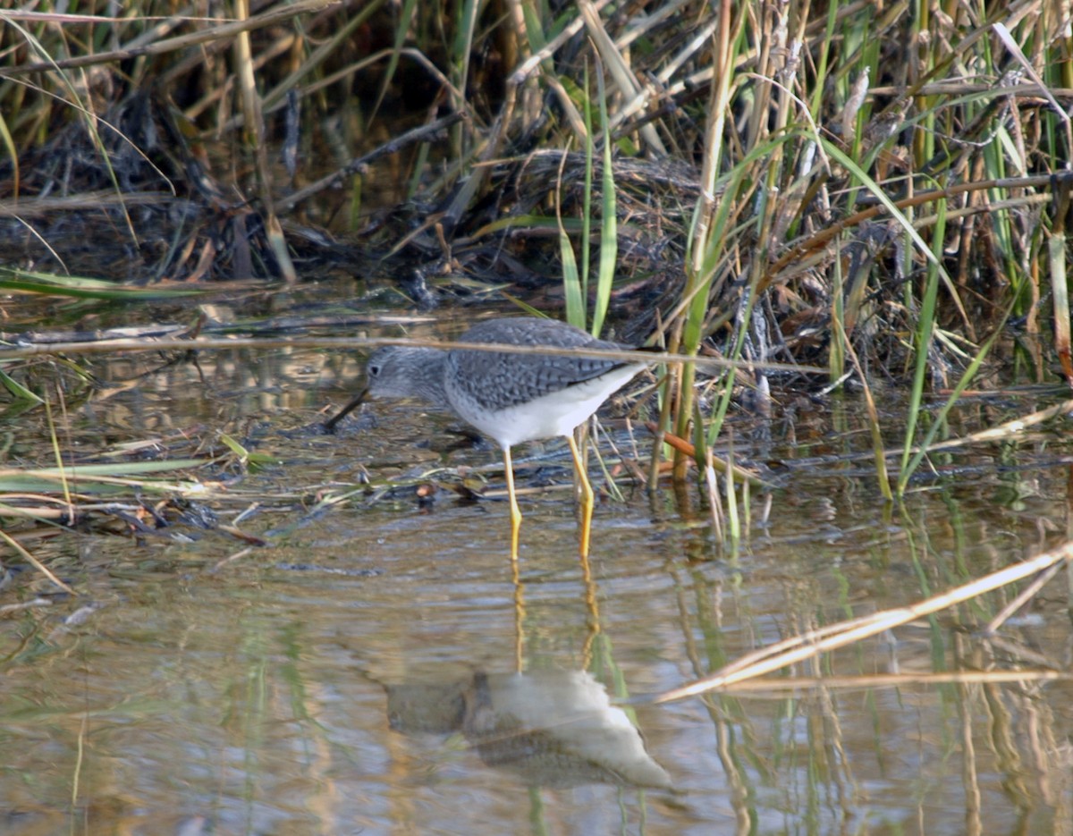 Lesser Yellowlegs - ML628715245