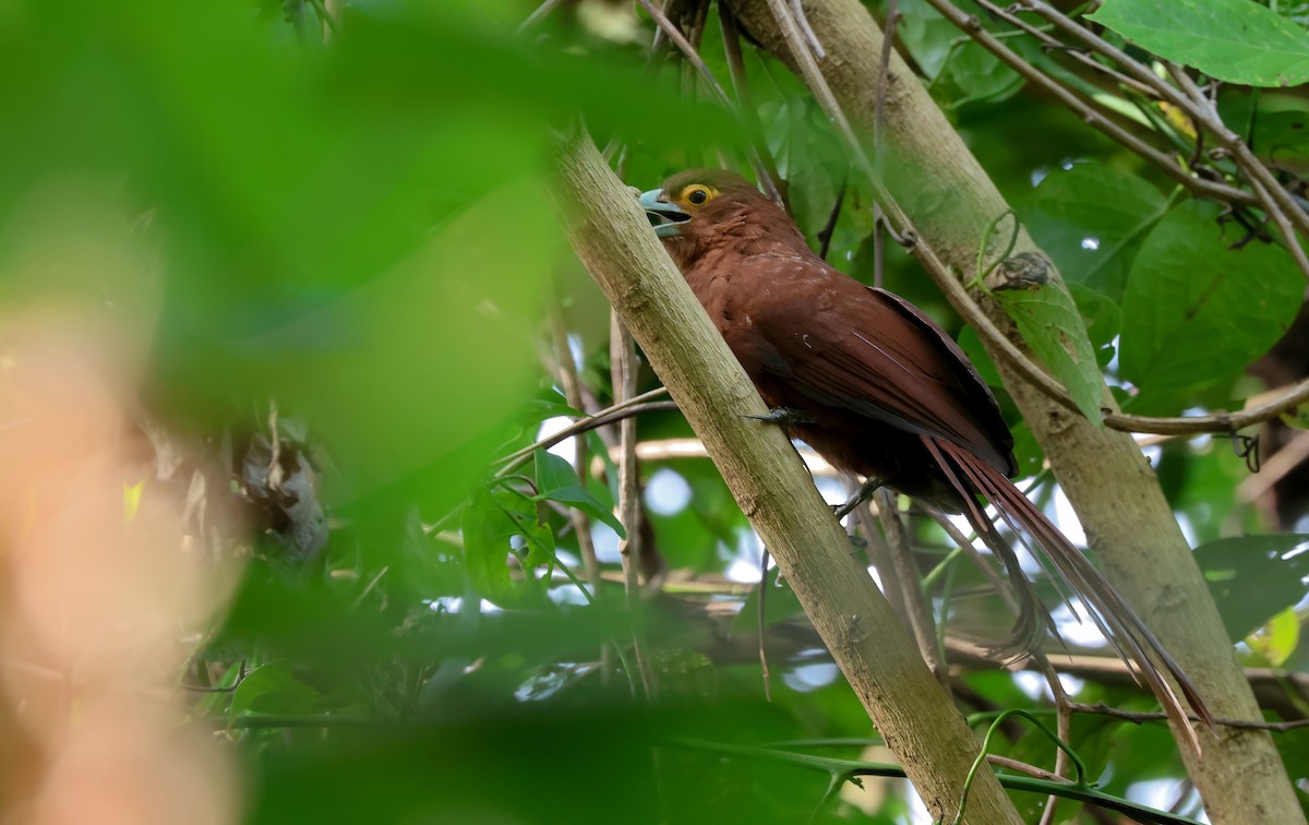 Rufous Coucal - ML628715253