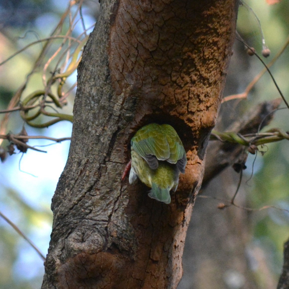 Al Göğüslü Barbet - ML628715281