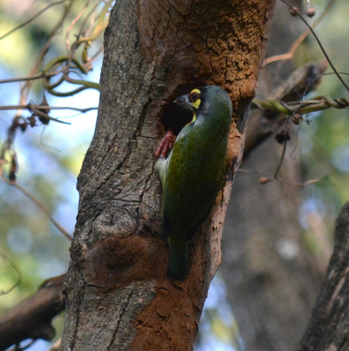 Al Göğüslü Barbet - ML628715282