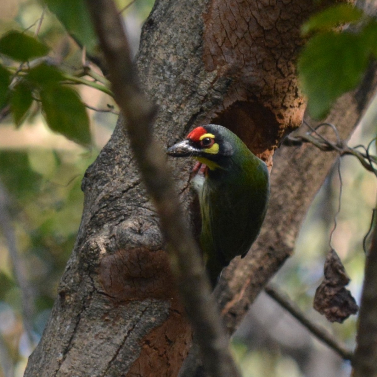 Al Göğüslü Barbet - ML628715283