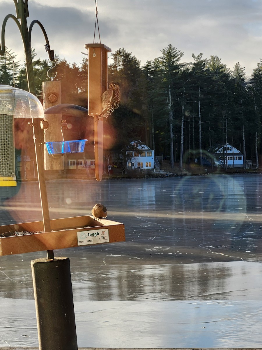 Yellow-bellied Sapsucker - ML628715309