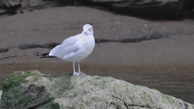 Ring-billed Gull - ML628715311