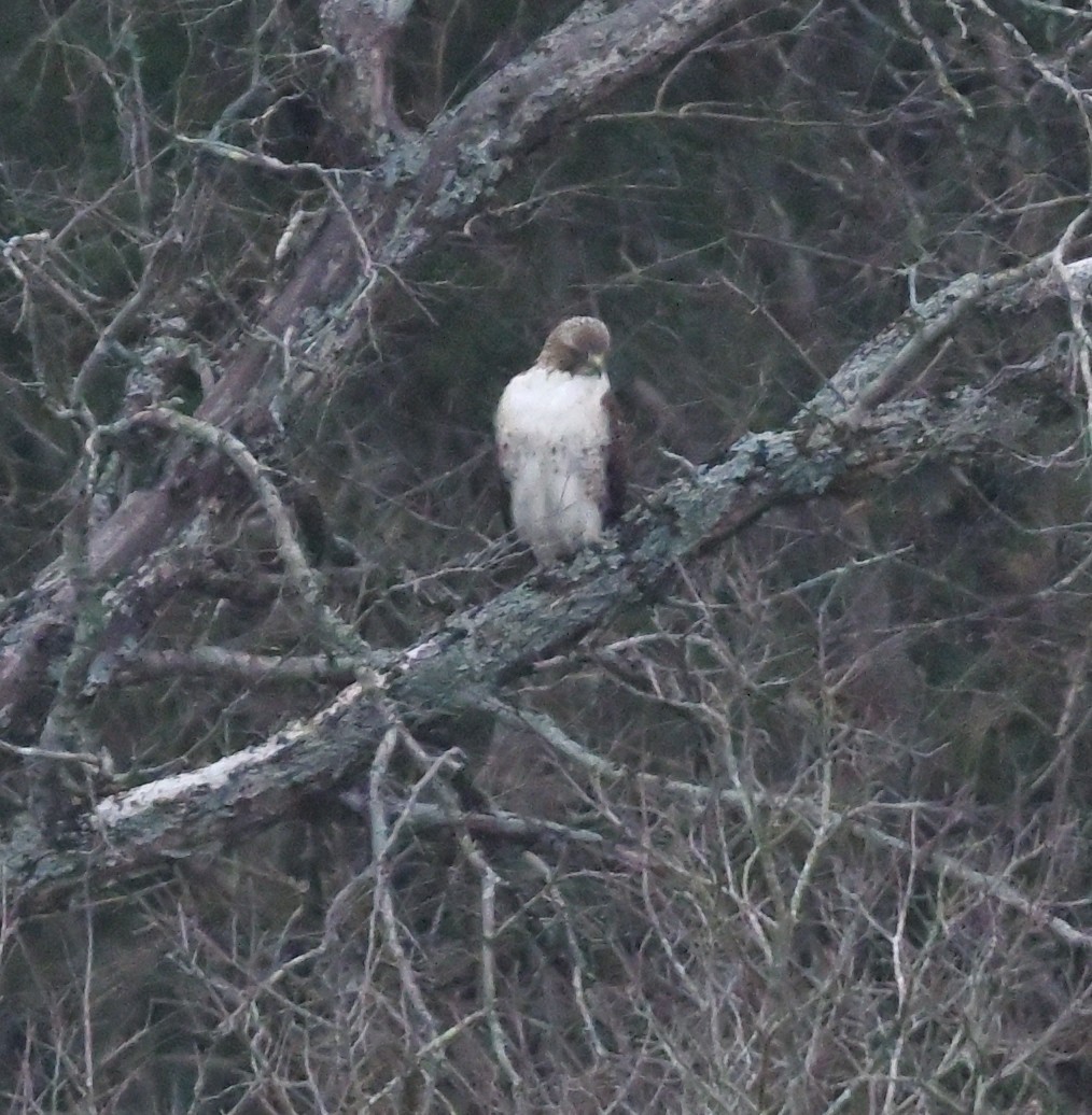 Red-tailed Hawk - ML628715533