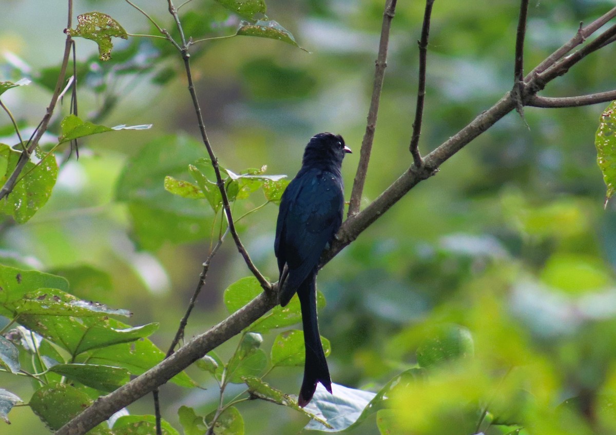 Fork-tailed Drongo-Cuckoo - ML628715677