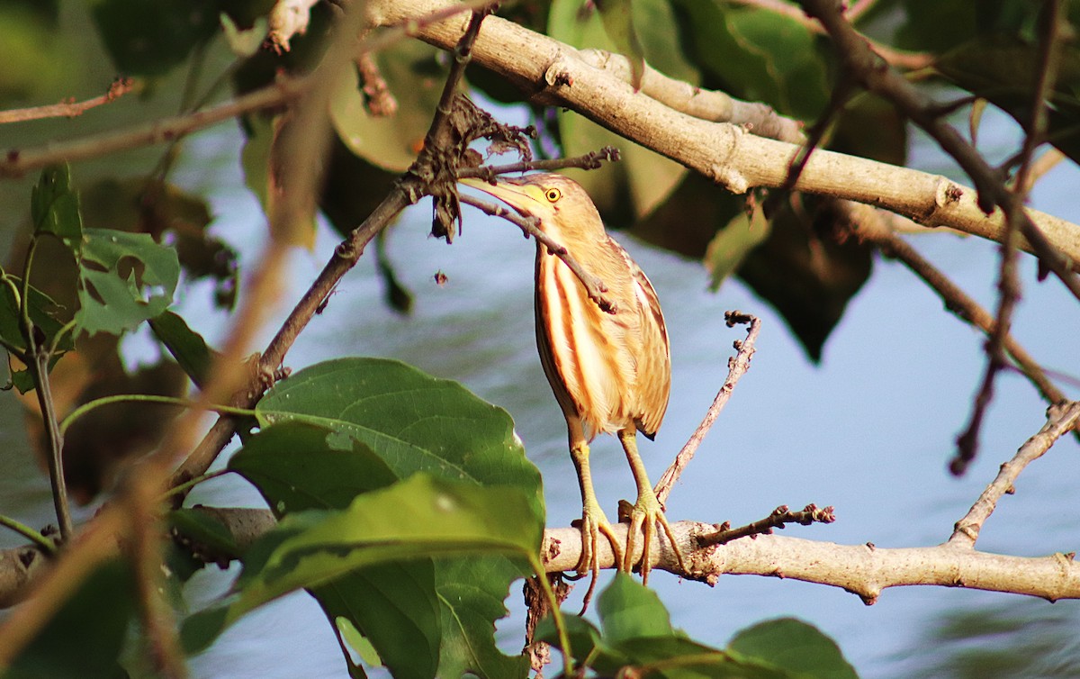 Yellow Bittern - ML628715686