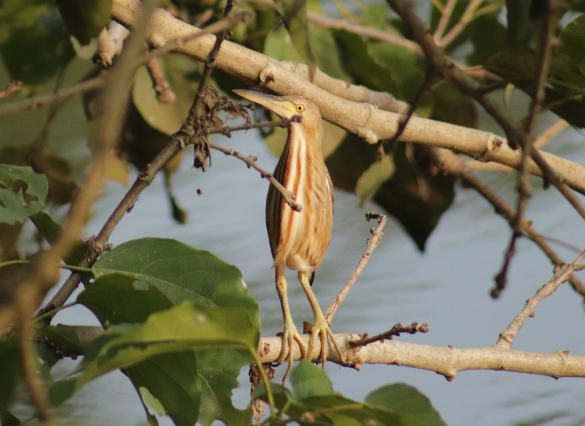 Yellow Bittern - ML628715691