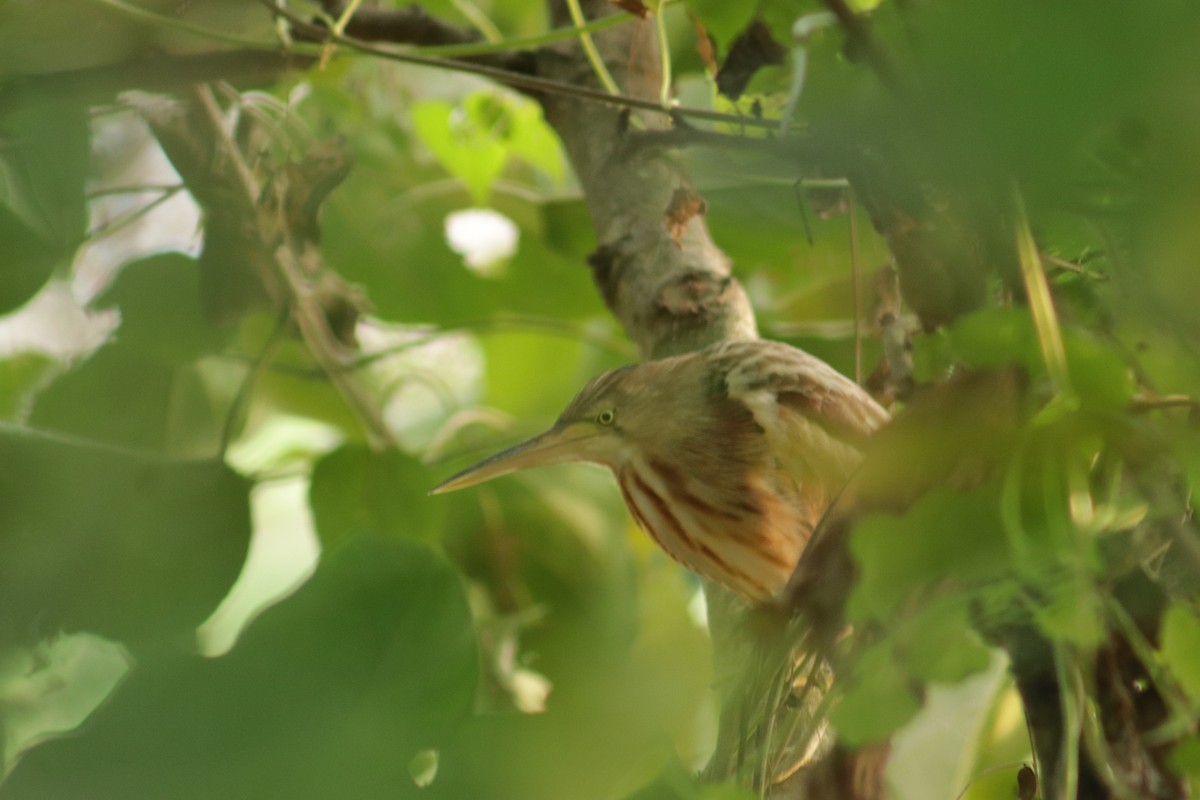 Yellow Bittern - ML628715698