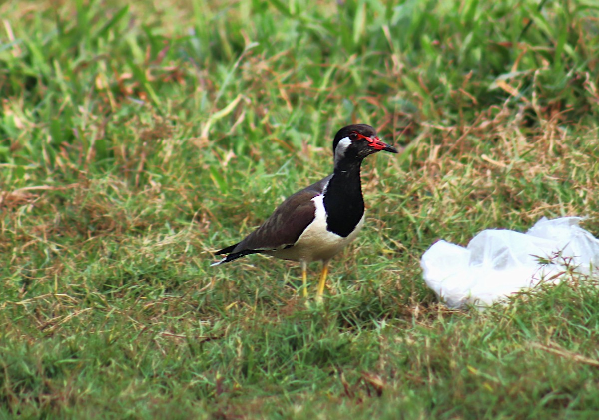 Red-wattled Lapwing - ML628715707