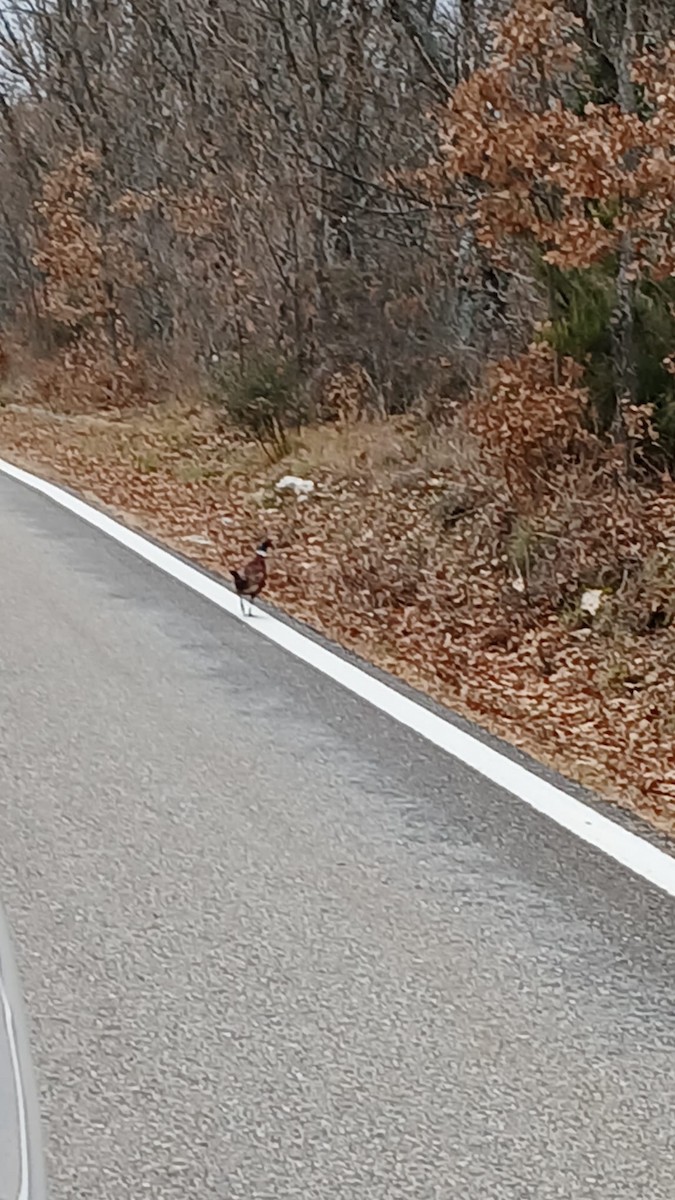 Ring-necked Pheasant - ML628715712