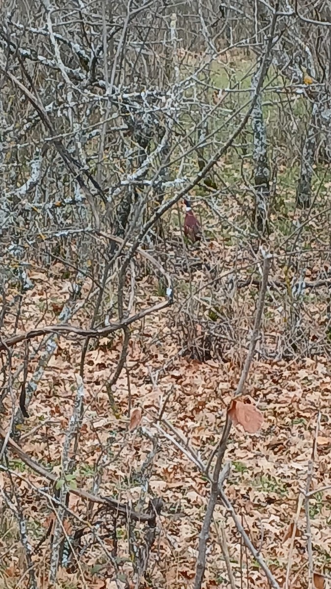 Ring-necked Pheasant - ML628715713