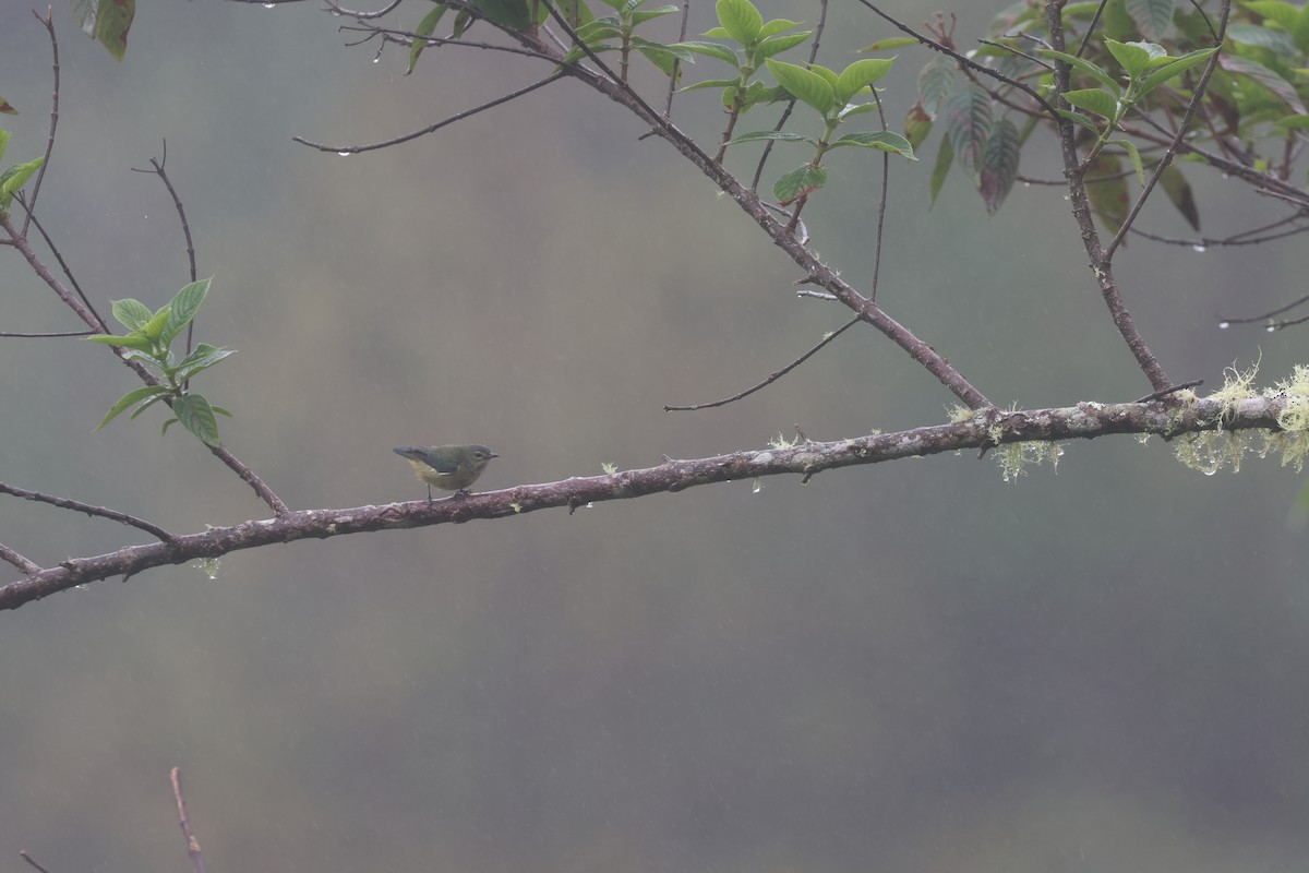 Fire-throated Flowerpecker - ML628716096