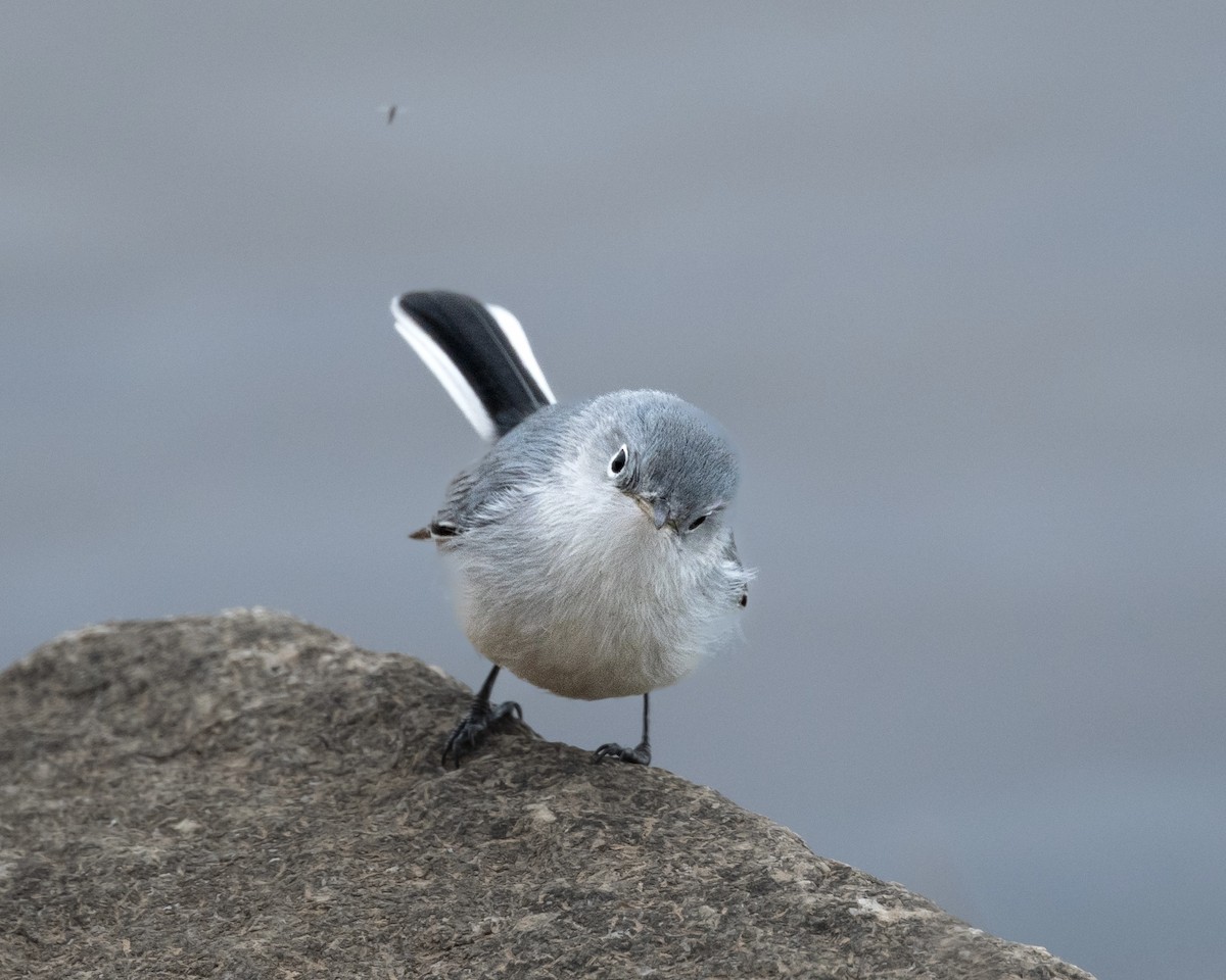 Blue-gray Gnatcatcher - ML628716103