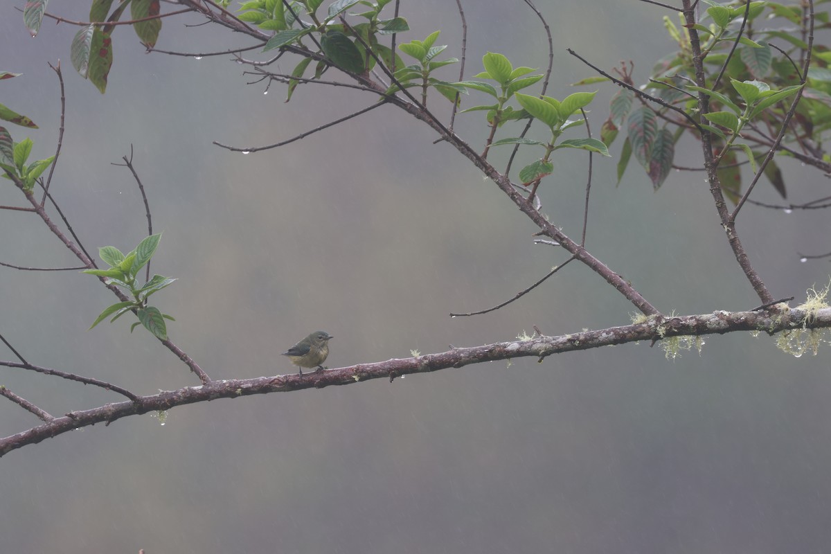 Fire-throated Flowerpecker - ML628716104