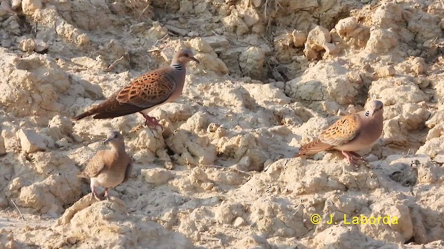 European Turtle-Dove - ML628716127