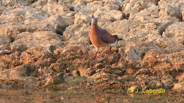 European Turtle-Dove - ML628716128