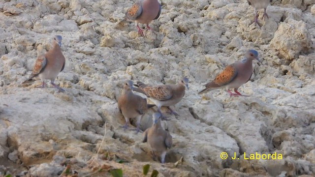 European Turtle-Dove - ML628716181