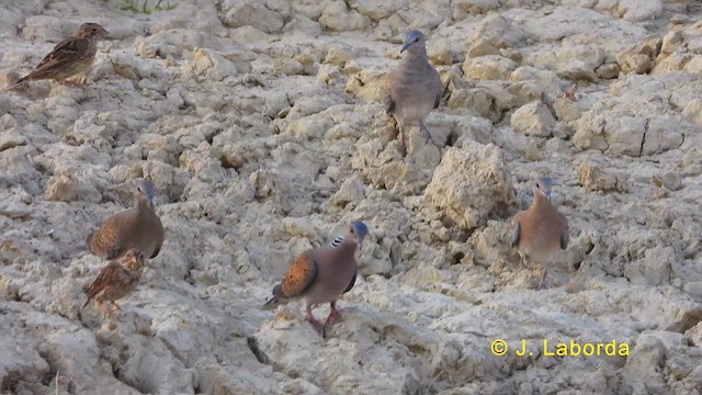 European Turtle-Dove - ML628716182