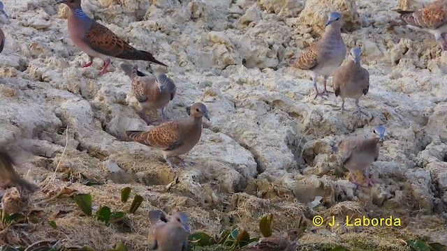 European Turtle-Dove - ML628716183