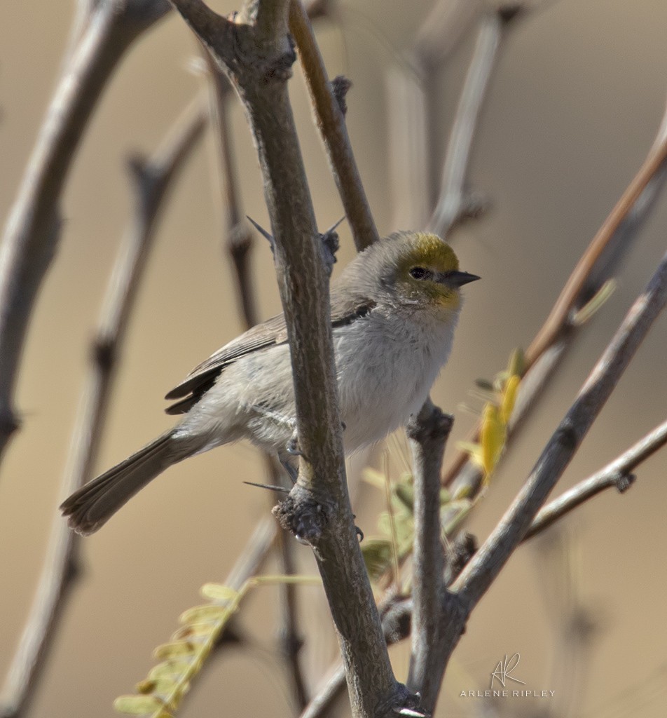 Verdin - ML628716189