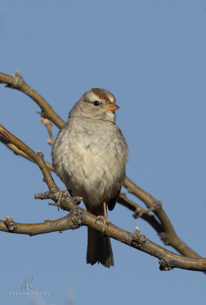 strnadec bělopásý (ssp. gambelii) - ML628716194