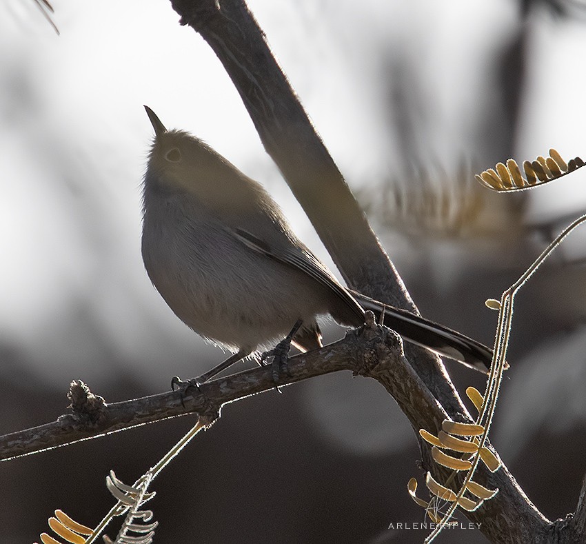 Black-tailed Gnatcatcher - ML628716293